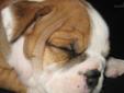 Price: $1600
PEWRFECT Fawn AKC English Bulldog male puppy with white markings and black mask. Full AKC registration, 1-year health guarantee, Health certified by our veterinarian before leaving, current vaccinations and dewormings and a microchip