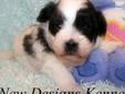 Price: $500
VIDEO OF THIS LITTLE BOY IS AVAILABLE ON OUR WEBSITE AT: This little boy is a Teddy Bear, or Shihchon. He is a cross between a purebred Shih Tzu mom and a purebred Bichon Frise dad. Teddy Bears are superb family pets. They have a sunny,