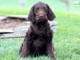 Price: $500
This gorgeous Chocolate Labradoodle puppy has a lot of energy! He is friendly, playful and spunky. This puppy is vet checked, vaccinated, wormed and health guaranteed. His date of birth is February 5th and his momma is a Chocolate Lab & his