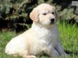 Price: $600
This is a husky Golden Retriever puppy who is just beautiful. He is AKC registered, vet checked, vaccinated and wormed. This puppy comes with a 1 year genetic health guarantee and a 2 year hip guarantee. You will not be disappointed with this