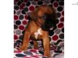 Price: $1350
DYLAN IS SUPER AND ONE Of OUR NICEST BOXER PUPPIES! THIS IS A STRONG, HEAVY BONED, WELL BUILT BOXER BABY BOY. DYLAN has super square head and great boning. DYLAN EXUDES QUALITY AND HAS EVERYTHING WE LOOK FOR IN A BOXER PUPPY. THIS MALE IS BIG