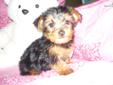 Price: $850
This is a very swt. and loving little girl.She will be 6 pounds as an adult and she is playfull and ready for a loving home.Her tail is croped and dewclaws are clipped.She is black and tan and this little girl will bring lots of love to your