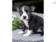 Price: $550
This advertiser is not a subscribing member and asks that you upgrade to view the complete puppy profile for this Boston Terrier, and to view contact information for the advertiser. Upgrade today to receive unlimited access to NextDayPets.com.
