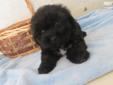 Price: $650
Echo is a little black shih tzu and poodle mix! He currently weighs 2.11 pounds and is full of energy! He is ready to find his furrever home! He is up to date on his vaccinations, micro chipped, checked by our doctors and CKC registered! We