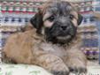Price: $500
Eddy is a male mixed breed Shichon puppy.
Source: http://www.nextdaypets.com/directory/dogs/c3f28bd2-c1b1.aspx