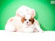 Price: $695
FOR THE ABOVE PRICE TO BE VALID PUPPY MUST BE SHIPPED USING COUPON CODE FLY. <---visit our site to view all our pups BUY our CAVALIER KING CHARLES SPANIEL FOR ADOPTION NEAR CANTON OHIO!!!! Elizabeth has a tail that does not stop wagging no