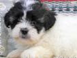 Price: $500
Ella is a female mixed breed Shichon puppy.
Source: http://www.nextdaypets.com/directory/dogs/ad92be36-bc31.aspx