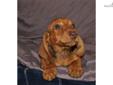 Price: $400
This advertiser is not a subscribing member and asks that you upgrade to view the complete puppy profile for this Dachshund, and to view contact information for the advertiser. Upgrade today to receive unlimited access to NextDayPets.com. Your