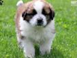 Price: $875
This friendly, goofy saint bernard puppy is family raised with children and health guaranteed. Ellie is ACA registered, vet checked and vaccinated and wormed. She has lots of children around to play with, but also loves to play and chase her