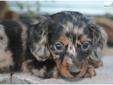Price: $750
This advertiser is not a subscribing member and asks that you upgrade to view the complete puppy profile for this Dachshund, Mini, and to view contact information for the advertiser. Upgrade today to receive unlimited access to