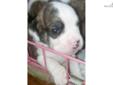 Price: $600
This advertiser is not a subscribing member and asks that you upgrade to view the complete puppy profile for this Mixed/Other, and to view contact information for the advertiser. Upgrade today to receive unlimited access to NextDayPets.com.