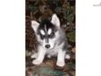 Price: $750
KC Champion bloodline Siberian Husky puppy. He has been raised in the home and is of exceptional quality. Please contact me for details!
Source: http://www.nextdaypets.com/directory/dogs/857d0613-9af1.aspx