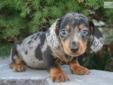 Price: $750
This advertiser is not a subscribing member and asks that you upgrade to view the complete puppy profile for this Dachshund, Mini, and to view contact information for the advertiser. Upgrade today to receive unlimited access to
