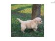 Price: $775
At http://www.albarkkennels.com this is ENGLISH CREME RETRIEVER: SPANGLER (M).Spangler is a energetic little boy that wants to play and give lots of kisses. Ready to go by May 10, 2013. The Kauffman family lives in beautiful Oakland, Maryland
