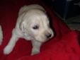 Price: $1000
This advertiser is not a subscribing member and asks that you upgrade to view the complete puppy profile for this Golden Retriever, and to view contact information for the advertiser. Upgrade today to receive unlimited access to
