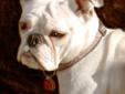 Woof woof! My name is Maggie and I am an English Bulldog! My mom had to surrender me to Soft Place to Land. She is a great mom, who spent several years caring for special needs dogs for a French Bulldog Rescue. Unfortunately, her health was declining and
