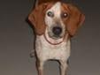 COURTESY LISTING: Baylee needs to be rehomed be her owners. She is a 7 month old English coonhound. She's very cute, but like all young pups, she is fiull of energy and will need training. Her owners have this to say about her: "Baylee is a red and white