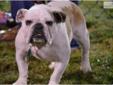 Price: $800
This advertiser is not a subscribing member and asks that you upgrade to view the complete puppy profile for this English Bulldog, and to view contact information for the advertiser. Upgrade today to receive unlimited access to