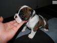 Price: $2200
This advertiser is not a subscribing member and asks that you upgrade to view the complete puppy profile for this English Bulldog, and to view contact information for the advertiser. Upgrade today to receive unlimited access to