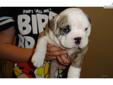 Price: $1600
This advertiser is not a subscribing member and asks that you upgrade to view the complete puppy profile for this English Bulldog, and to view contact information for the advertiser. Upgrade today to receive unlimited access to