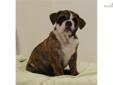 Price: $1900
This advertiser is not a subscribing member and asks that you upgrade to view the complete puppy profile for this English Bulldog, and to view contact information for the advertiser. Upgrade today to receive unlimited access to