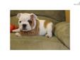 Price: $1800
This advertiser is not a subscribing member and asks that you upgrade to view the complete puppy profile for this English Bulldog, and to view contact information for the advertiser. Upgrade today to receive unlimited access to
