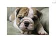 Price: $1800
This advertiser is not a subscribing member and asks that you upgrade to view the complete puppy profile for this English Bulldog, and to view contact information for the advertiser. Upgrade today to receive unlimited access to
