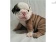 Price: $1600
ADORABLE BULLDOG PUPPY, 2 MONTHS OLD. PUPPY IS UP TO DATE ON ALL VACCINES HAS A STATE HEALTH CERTIFICATE AND IS READY TO GO HOME NOW! SHIPPING AVAILABLE! CARDS/PAYPAL ACCEPTED! MORE PUPPIES AVAILABLE! VISIT US AT ADORABLEBULLDOGS.COM OR CALL