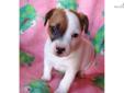 Price: $650
WE HAVE A NEW LITTER DOB 10/03/2012 WE HAVE 1 MALE AND 2 FEMALE'S AVAIL SMOOTH COAT TRI-COLORED. NKC, UKC AKCFSS CAITLIN IS OUR MOMMIE THIS TIME AND HAS WONDERFUL JACKS AS SHE ONLY WEIGHS 10#, IS A SHORTY AND HAS PERSONALITY PLUS! NKC UKC
