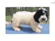 Price: $1200
English Cream Goldendoodle Puppy...now ready for her new home at Pine Ridge Goldens. Standard size born April 11th, 2013 for $1200. Mother is our Parti Standard Poodle, sire is our Champion Imported Line AKC 100% full English Cream Golden