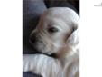 Price: $1500
This advertiser is not a subscribing member and asks that you upgrade to view the complete puppy profile for this Golden Retriever, and to view contact information for the advertiser. Upgrade today to receive unlimited access to