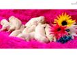 Price: $1800
Female English Creme Retriever puppy for sale. Our new litter has arrived. Mellie and Rhett delivered 14 beautiful babies on Easter morning. We are accepting deposits. Don't wait!! Place your deposit now. They go fast. Champion Bloodlines.