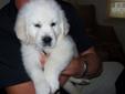 Price: $1200
100 percent English Golden Retrievers. AKC limited reg. dew claws removed, pups have 1st and 2nd shots, vet health certificate. Parents on site. These are beautiful white smart pups. Shipping is available. $1200.00 Taking deposits now. For
