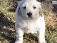 Price: $1250
This advertiser is not a subscribing member and asks that you upgrade to view the complete puppy profile for this English Golden Retriever, and to view contact information for the advertiser. Upgrade today to receive unlimited access to