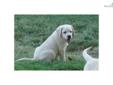 Price: $975
Cody is an adorable yellow English Labrador pup located in So. California. We are within one to two hours from LA, San Diego and Orange County so if you live in that area why would you want to ship a puppy that you haven't seen. Come out for a