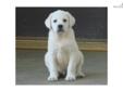 Price: $975
Max is an adorable yellow English Labrador pup located in So. California. We are within one to two hours from LA, San Diego and Orange County so if you live in that area why would you want to ship a puppy that you haven't seen. Come out for a