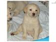 Price: $975
Scout is an adorable yellow English Labrador pup located in So. California. We are within one to two hours from LA, San Diego and Orange County so if you live in that area, why would you want to ship a puppy that you haven't seen. Come out for