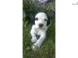 Price: $550
This advertiser is not a subscribing member and asks that you upgrade to view the complete puppy profile for this English Setter, and to view contact information for the advertiser. Upgrade today to receive unlimited access to NextDayPets.com.