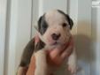 Price: $1200
Our Lovely Puppies are all SOLD and gone to their new loving family's, they are absolutely Stunning, they are raised in our home and given lots of love and affection from us and our children. The parents of our puppies have such a very good
