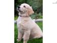 Price: $2000
Famale English Type Golden Retriever for Sale. Sire and Dam Sire imported from Europe with top Champion Pedigrees. Sire is Cream and Dam is Blonde. Gorgeous blocky heads with compact large boned bodies. Just beautiful dogs inside and out.
