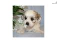 Price: $550
Mom: Erica 14.3 lbs Dad: Jason 15 lbs 14 oz DOB: 2-9-13 8wks: 4-6-13 10wk: 4-20-13 Such darling lil teddy bear puppies. They love to play together and then snuggle when they are all done. They all have wonderful coats that will make you wanna