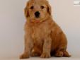 Price: $1200
Mother is Envy my beautiful Golden Retriever from a show line. Envy is a devoted mother. Father is Pepi my red Standard Poodle also from a show line. Puppies are raised in my home & will be started on crate and toilet training. He will be up