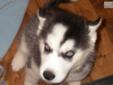 Price: $650
AKC Champion bloodline Siberian Husky puppy. He has been raised in the home and is of exceptional quality. Please contact me for details!
Source: http://www.nextdaypets.com/directory/dogs/d1c8d40d-b371.aspx