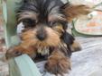 Price: $850
ESTEBAN IS A VERY PLAYFUL LITTLE YORKIE! HE IS CKC REGISTERED, MICROCHIPPED, DR. EXAMINED, AND READY TO GO TO HIS NEW HOME. WE OFFER FINANCING AT 0% INTEREST FOR 6 MONTHS WITH APPROVED CREDIT. CALL OR STOP BY TO MEET HIM. 601-264-5785
Source: