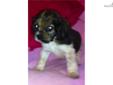 Price: $600
ETHEL is a beautiful white with orange & black, brown running thru it, she is a American Cocker Spaniel. She loves to run and play with kids and her litter mates. We are taking $300.00 NON-REFUNDABLE DEPOSITS. She will be ready for her forever