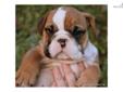 Price: $2500
Halbert Is From My Beautiful English Bulldog Litter Where The Mother Is My European Import "Maddie" And She Was Champion Sired By A European International Grand Champion "Wencar Touch Of White." Maddie Was Bred To My Beautiful Male "Sampson