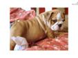 Price: $2500
Claudia Is From My Beautiful English Bulldog Litter Where The Father Is My European Import "Titus" And He Was Champion Sired By A European International Grand Champion "Wencar Touch Of White." Titus Was Bred To My Beautiful Female "Rosie" Who