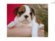 Price: $2500
Maverick Is From My Beautiful English Bulldog Litter Where The Mother Is My European Import "Maddie" And She Was Champion Sired By A European International Grand Champion "Wencar Touch Of White." Maddie Was Bred To My Beautiful Male "Sampson