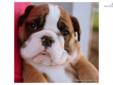 Price: $2500
Stanley Is From My Beautiful English Bulldog Litter Where The Mother Is My European Import "Maddie" And She Was Champion Sired By A European International Grand Champion "Wencar Touch Of White." Maddie Was Bred To My Beautiful Male "Sampson