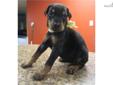 Price: $1500
We currently have available black and rust females at this time . These will be powerfully built European dobermans , with great muscle structure, , large and powerful head type , with square muzzle , and deep rust colored ,markings . They